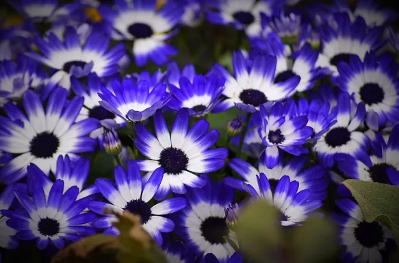 Close-up of white anemone flowers with blue tips