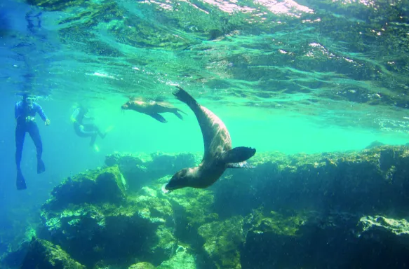 Underwater view of Seals swimming in the water with a nearby snorkelers