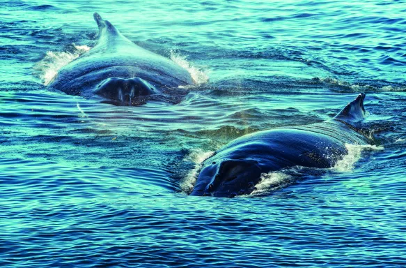 Humpback whale mother and calf surface on the Bay of Fundy in Maine, Canada