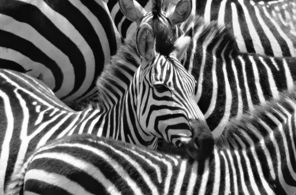 A dazzle of zebras gather together after crossing a large river in the Maasai Mara, Kenya