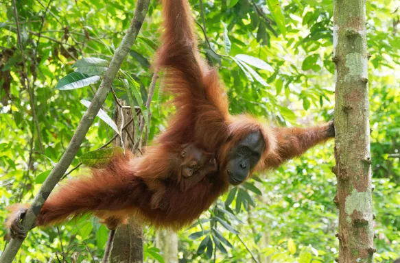 Orangutan mother with little baby in the trees.