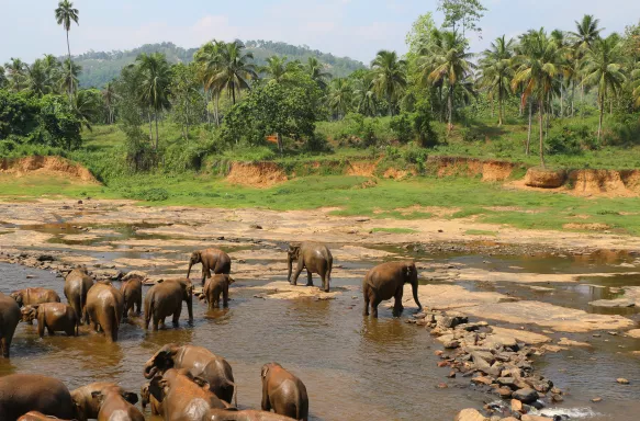 Asian elephants bathing on a hot day in Sri Lanka, South Asia