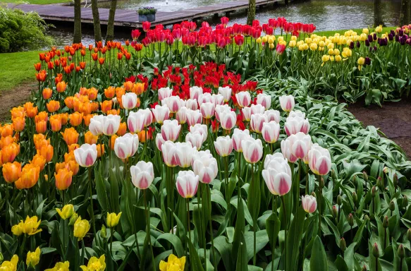 Keukenhof Tulip Gardens, Amsterdam. Colourful Tulip flower beds.