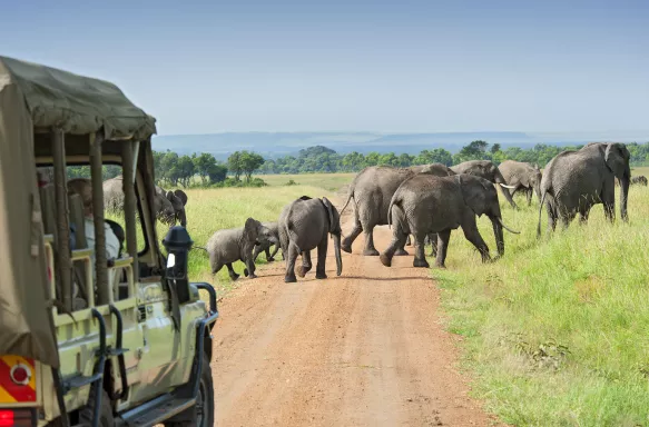 Safari truck waiting for herd of African Elephants to cross the road in the plains of the Masai Mara, Kenya, Africa