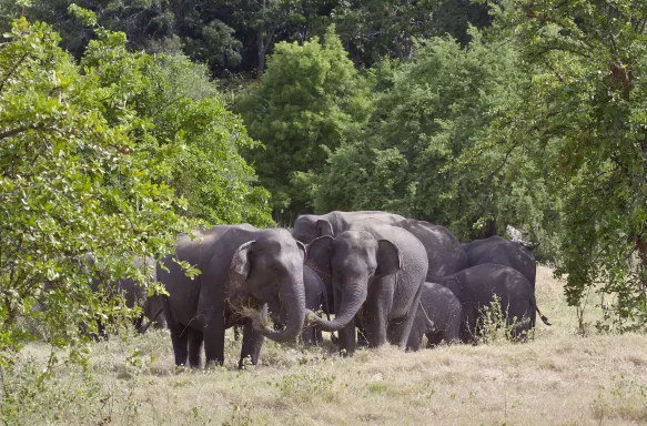 Herd of Asian elephants eating in Minneriya, Sri Lanka.