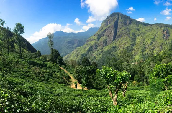 Sri Lanka tea plantations in Highlands.