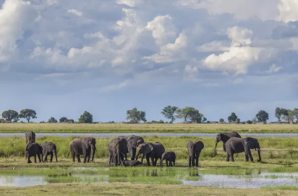 Group of African Elephants drinking and bathing in marshy ground in Chobe National Park, South Africa