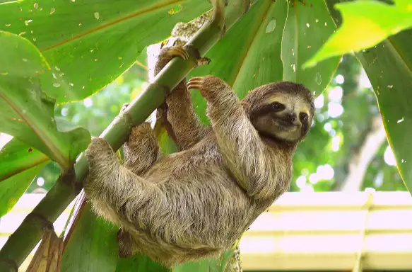 Sloth hanging from the branch of a tropical tree