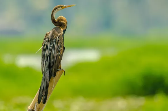 An Oriental darter, a bird of South Asia and Southeast Asia, resting on a bamboo pole