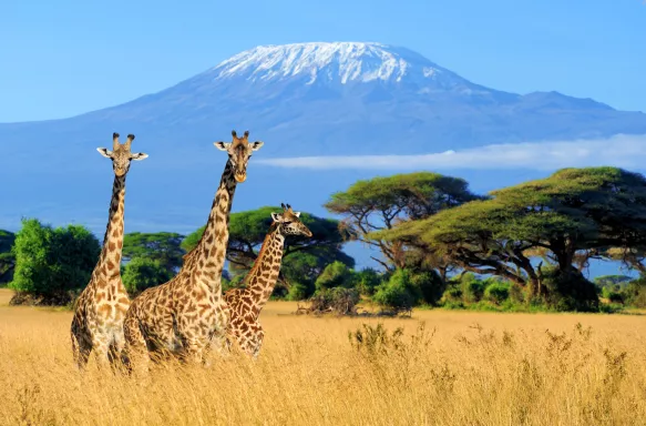 Three giraffe on Kilimanjaro mount background in National park of Kenya, Africa