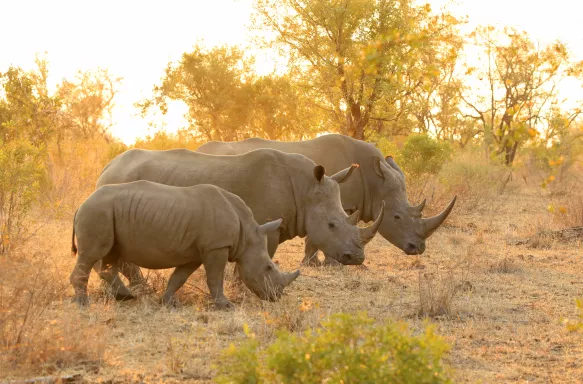 White rhino family roaming savanna at Kruger National Park safari in Africa