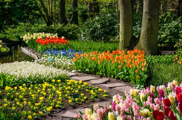 Keukenhof park in Netherlands, a variety of colourful flowers amongst lush vegetation