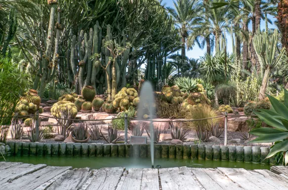 Old cactuses and palms with water fountain at the palm garden in Elche, Spain