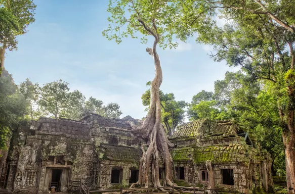 Roots of giant tree growing on Angkor Ta Prohm Temple in Cambodia