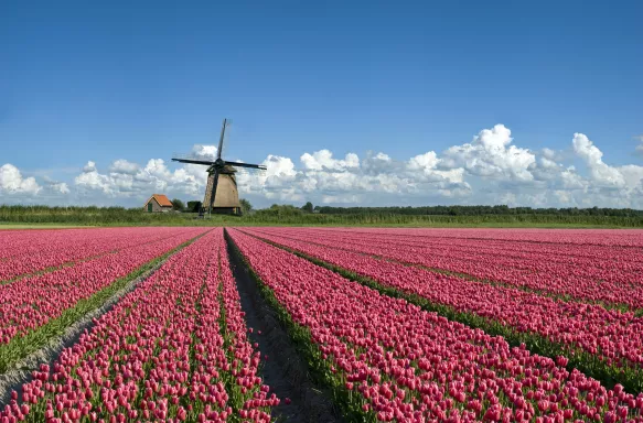 Field of pink tulips in front of a typical Dutch windmill