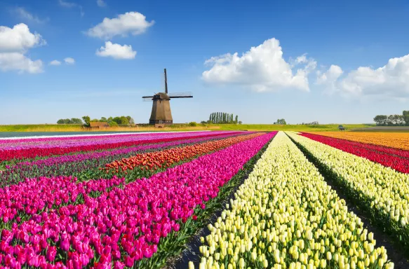 Colorful tulip field in front of a Dutch windmill under a nicely clouded sky in Netherlands