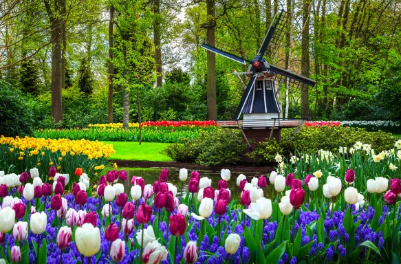 Dutch windmill and colourful fresh tulips in Keukenhof park, Netherlands