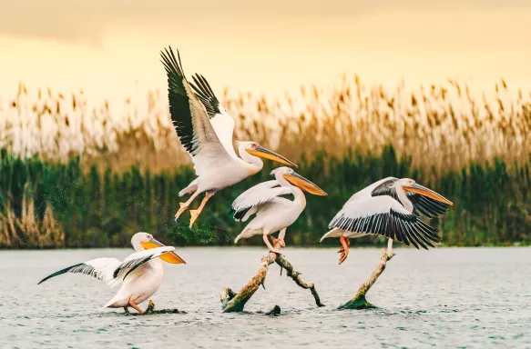 Flock of pelicans at the Delta of the Danube in Romania