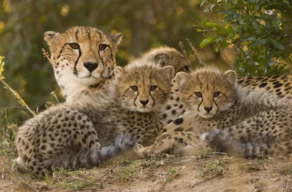 A cheetah mother laying with her three cubs amongst the bushes