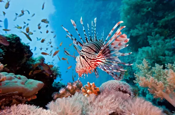 Lionfish on coral reef in the Red Sea