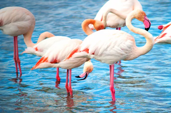 Four pink flamingos standing in water with their heads bowed to feed