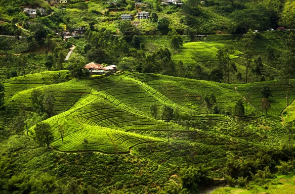 A house on a green hill in Sri Lanka, amongst tea fields