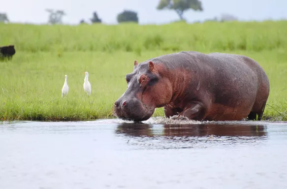 Hippopotamus drinking water at Chobe National Park in Botswana