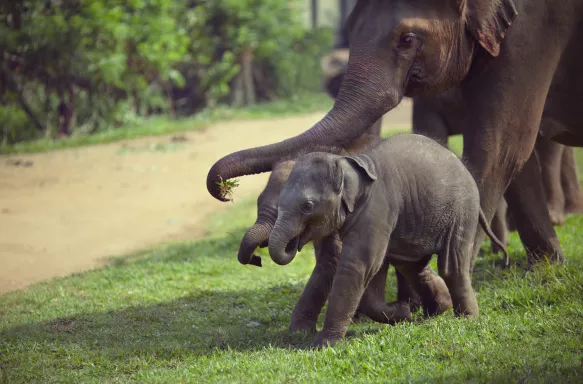 Adult elephant trying to feed its two children