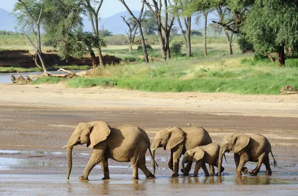 A family of Elephants making a crossing of a riverbed