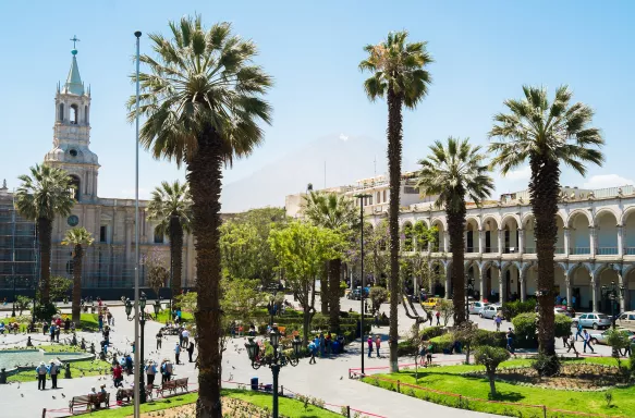 Tall palm trees surrounded by old buildings in Arequipa