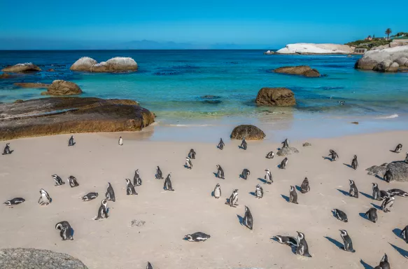 Penguin colony on Boulder Beach, Cape Town, South Africa 