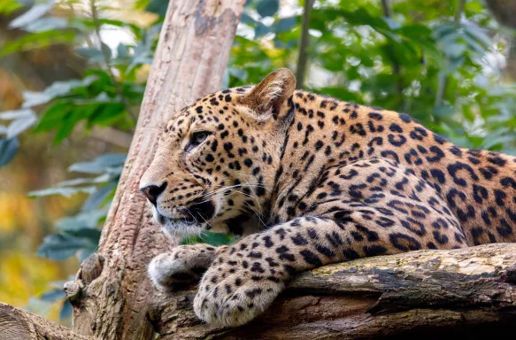 Sri Lanka Leopard resting in a tree