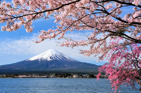 Mount Fuji and a blossomed cherry trr in Lake Kawaguchi, Japan