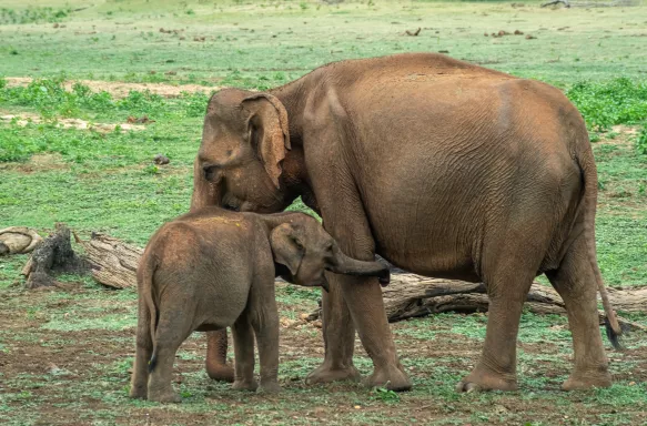 A mother and baby elephant