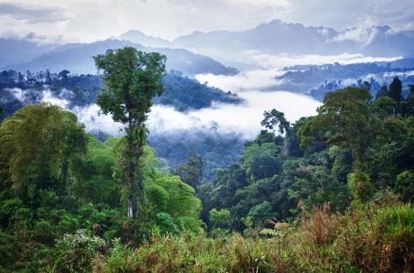 Low cloud in the tropical rainforest in Mindo