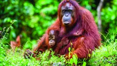 Bornean orangutan with a cub amongst rainforest in Borneo, Indonesia