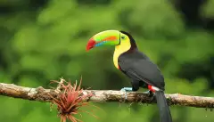 Colourful toucan sitting on a branch with greenery out of focus in the background