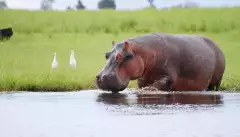 Hippopotamus drinking water at Chobe National Park in Botswana