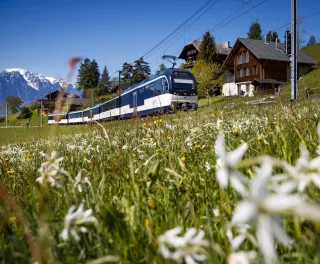 Golden Pass train moving through green countryside, mountains in the background, and blue skies