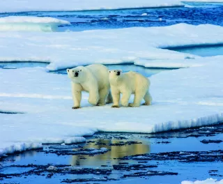 Two Polar bears on ice floe surrounded by water in the Arctic