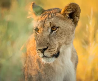 Calm lioness in a grassfield gazing to the left 