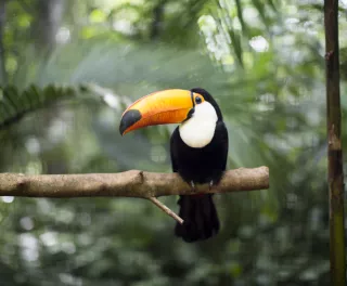 Toucan resting on branch