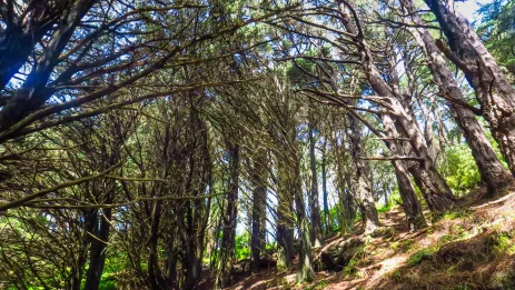 Forest trees in Wellington, New Zealand