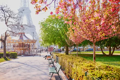 Scenic view of the Eiffel tower with cherry blossom trees on a Spring day in Paris, France.