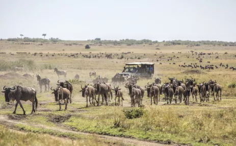 Herd of wildebeests on the savannah with tourist vehicle in Masai Mara, Kenya